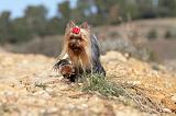 YORKSHIRE TERRIER 188